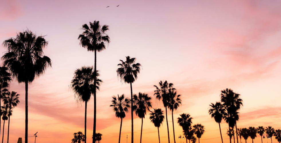 palm tree silhouettes with sunset background